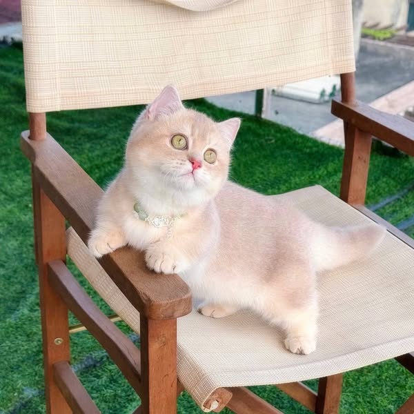 Munchkin
