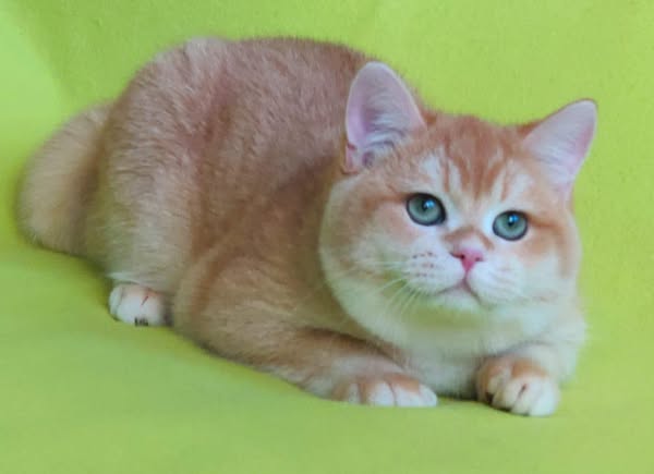 British Shorthair