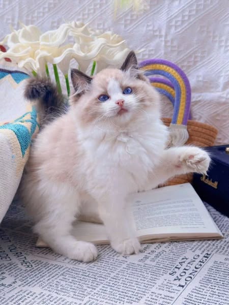 Ragdoll