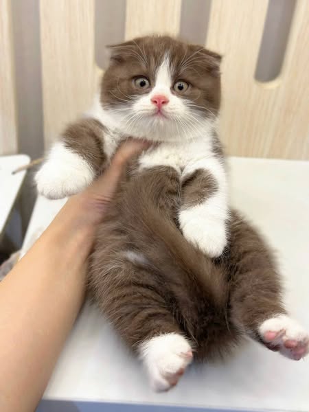Scottish Fold