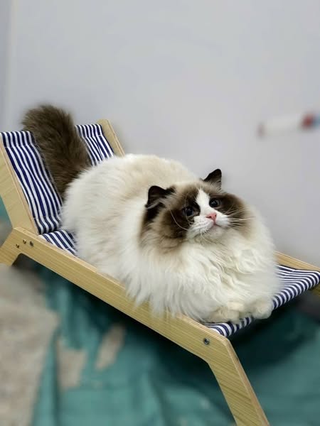 Ragdoll