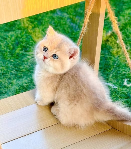 Munchkin