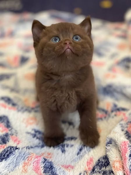 British Shorthair