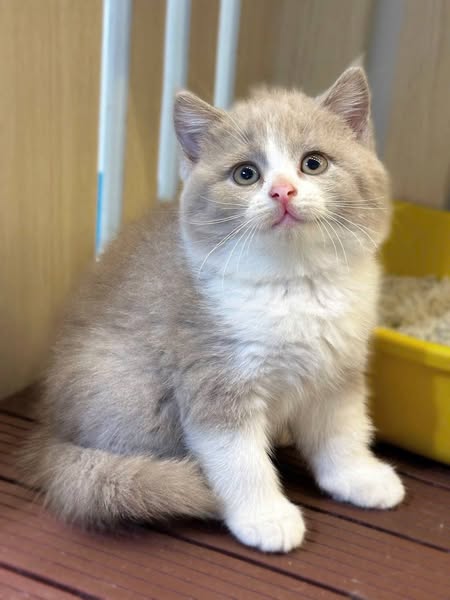 British Shorthair