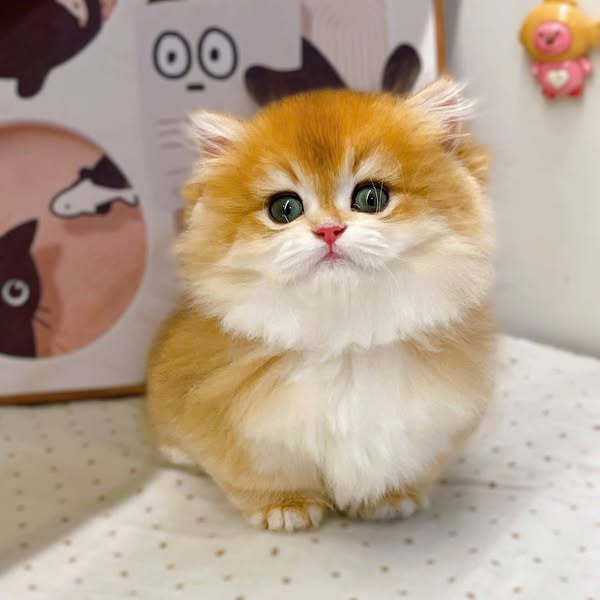 Munchkin Longhair