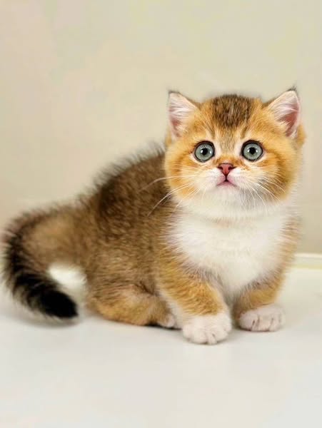 Munchkin