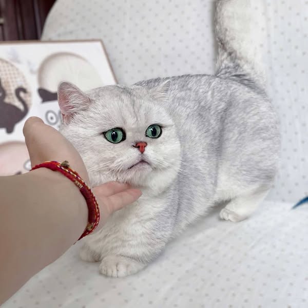 Munchkin