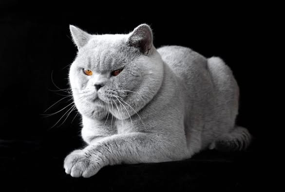 British Shorthair