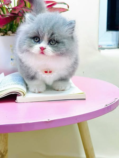 Munchkin Longhair