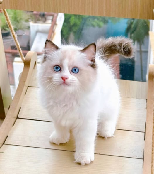 Ragdoll