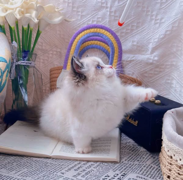 Ragdoll