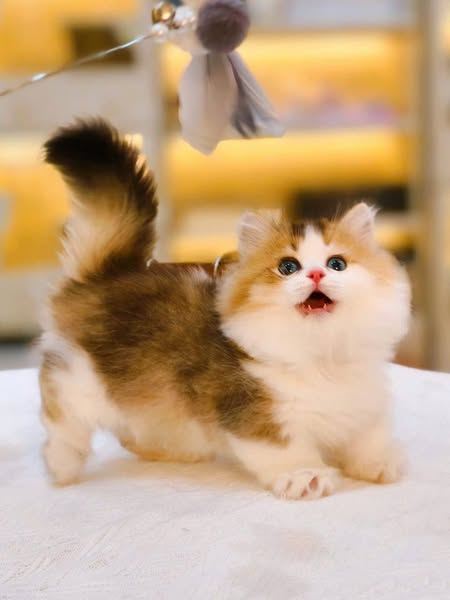 Munchkin Longhair