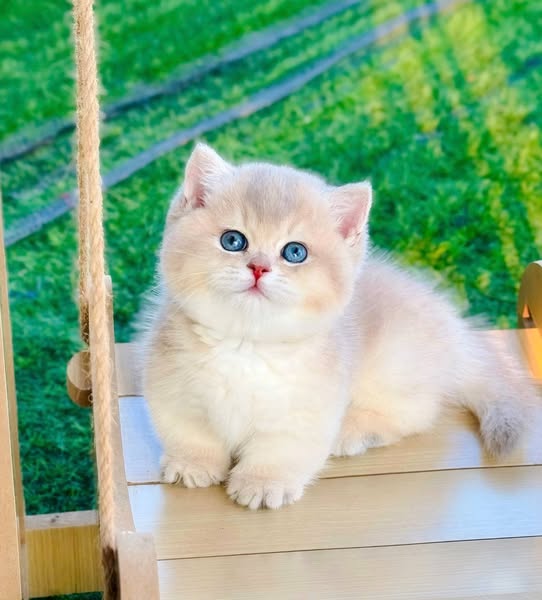 Munchkin