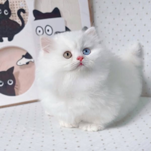 Munchkin Longhair