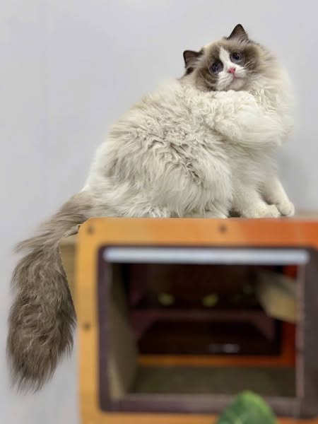 Ragdoll