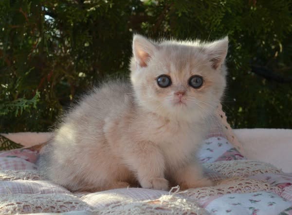 British Shorthair