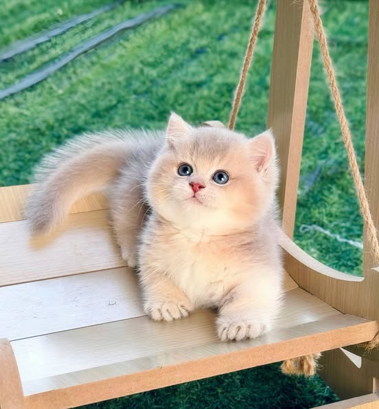 Munchkin