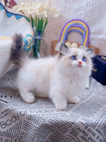 Ragdoll