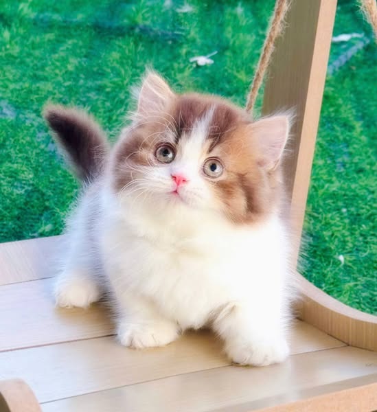 Munchkin Longhair