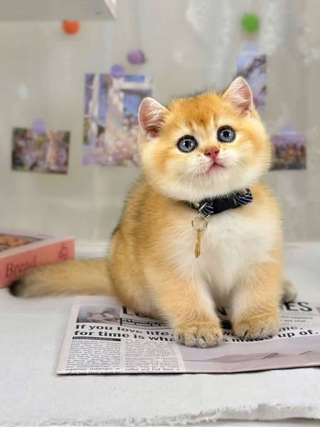 British Shorthair