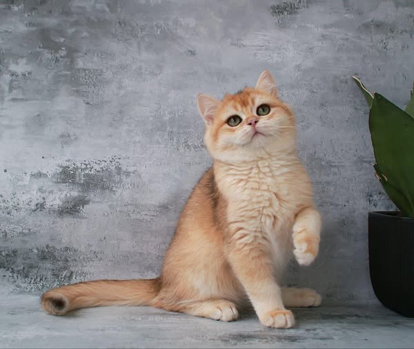 British Shorthair