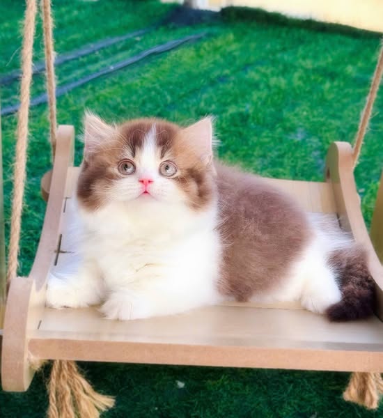 Munchkin Longhair