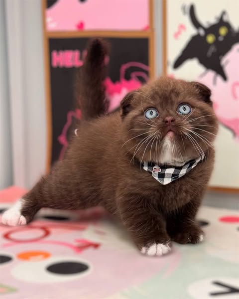 Scottish Fold