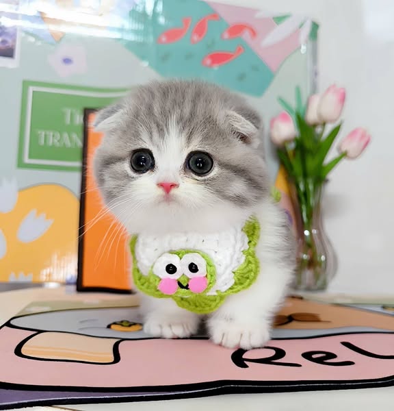 Munchkin Fold