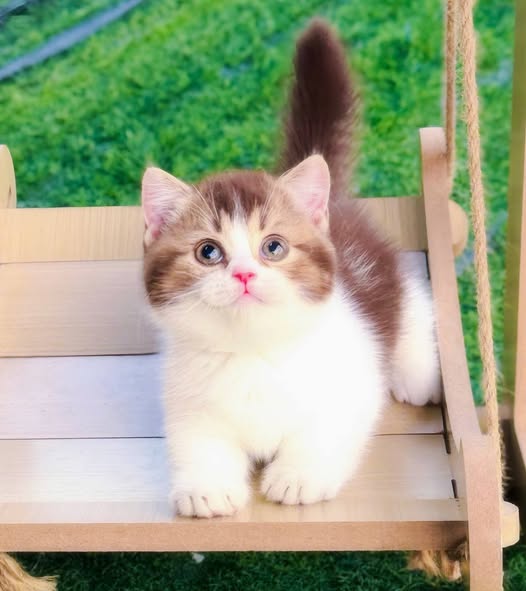 Munchkin