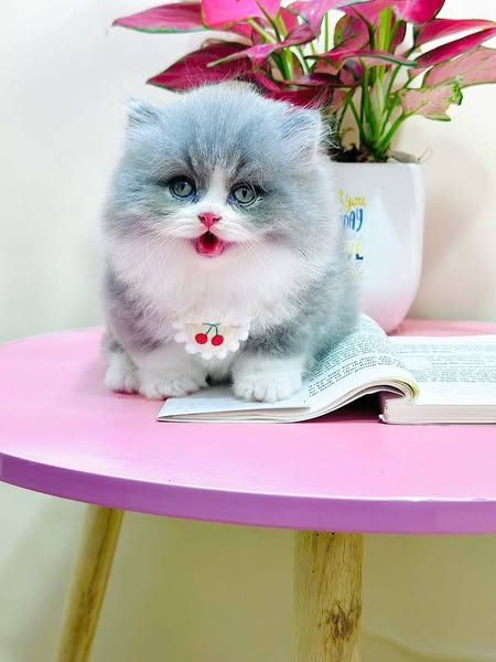 Munchkin Longhair