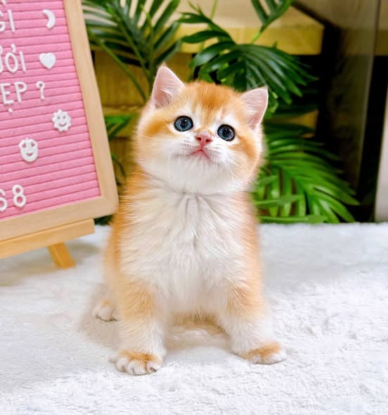 British Shorthair