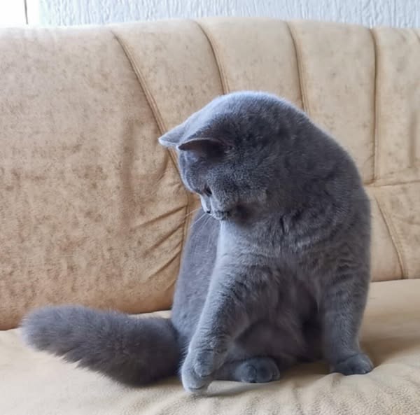 British Shorthair
