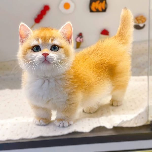Munchkin