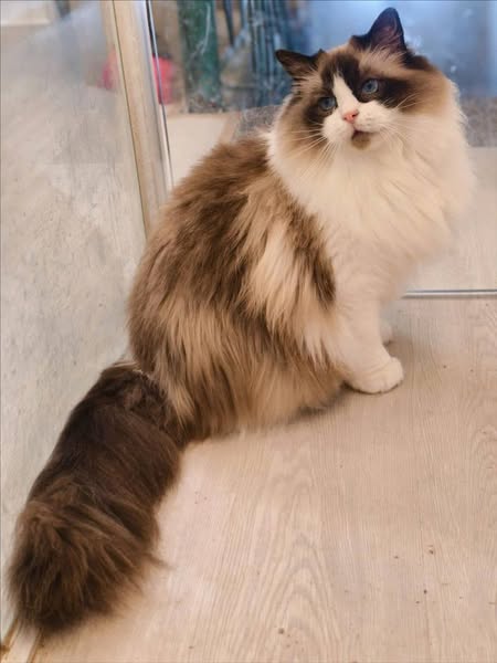 Ragdoll