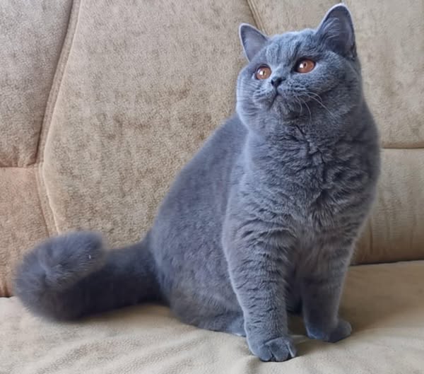 British Shorthair