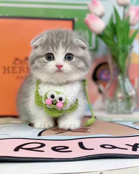 Munchkin Fold