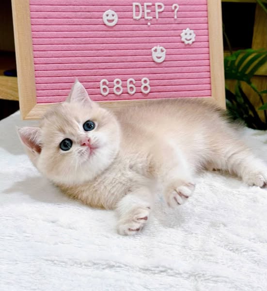 British Shorthair