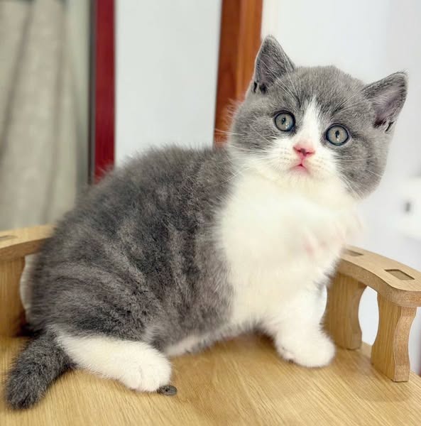 Munchkin