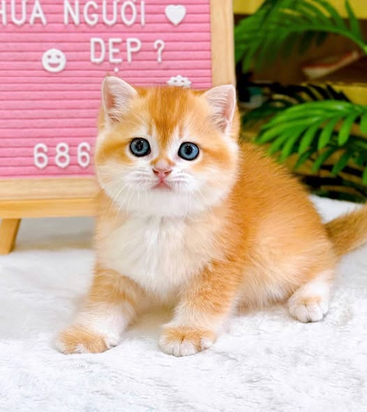 British Shorthair