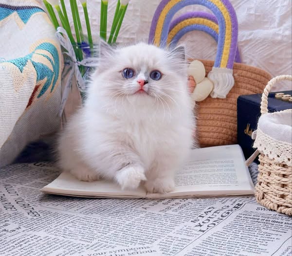 Ragdoll