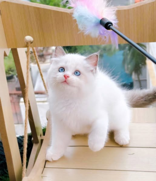 Ragdoll