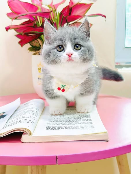 Munchkin