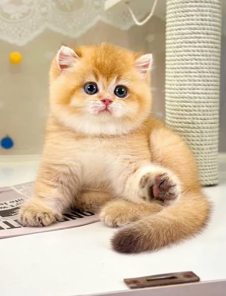 British Shorthair