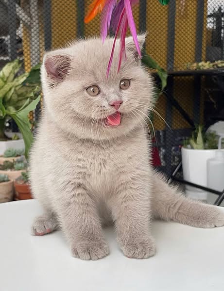 Scottish Fold