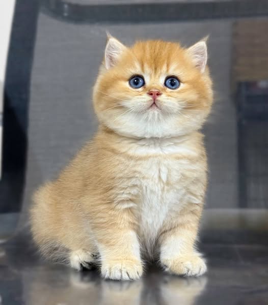 British Shorthair