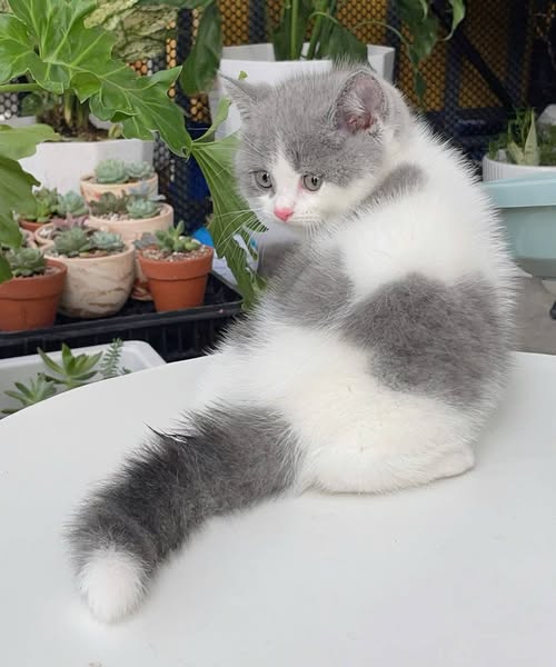British Shorthair