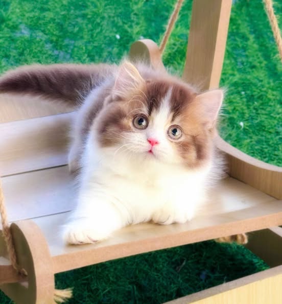 Munchkin Longhair