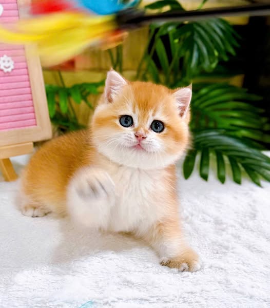British Shorthair