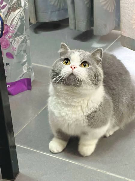 Munchkin