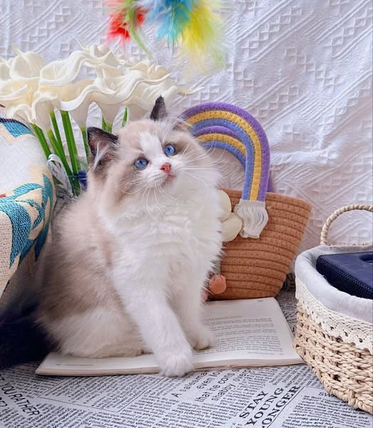 Ragdoll